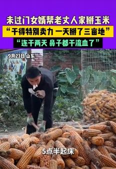 准女婿帮老丈人家掰玉米连干两天鼻子流血