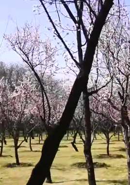 山西汾阳杏花村杏花绽放 游客：感觉进入了花海世界