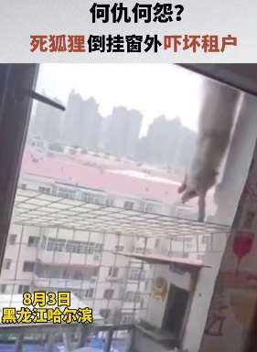 瘆人！死狐狸倒挂窗外吓坏租户 ！