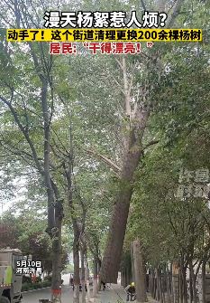 漫天杨絮惹人烦！河南许昌一街道清理200余棵杨树