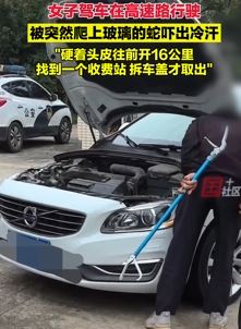 女子曝高速上开车时一条蛇突然爬上玻璃被吓出冷汗