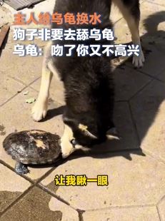 狗子凑热闹被乌龟咬舌头不松口