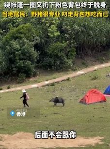 游客露营被野猪追跑 扔下背包后脱身