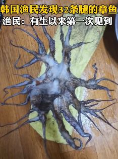 韩国渔民发现32条腿章鱼