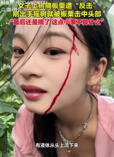 女子上树采摘板栗头被砸出血