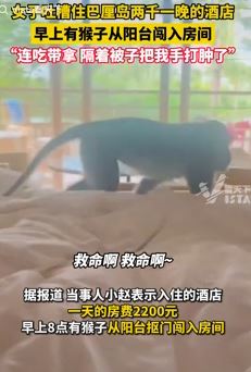 女子入住2千一晚巴厘岛酒店被猴子殴打