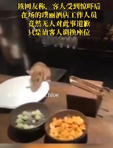 上海璞丽酒店惊现老鼠上餐桌