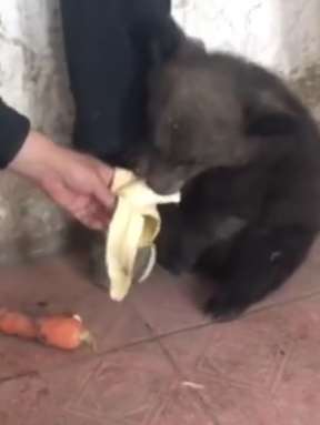 黑龙江一村民上山找牛捡到只小黑熊