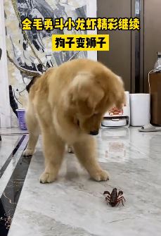 搞笑萌宠：金毛勇斗小龙虾，这步伐有点舞狮的感觉！