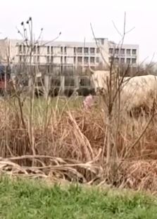 安徽亳州一村民家黄牛突然发疯 民警将其击毙