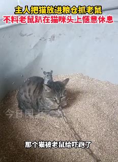 主人把猫放粮仓抓老鼠 不料老鼠和猫和谐相处