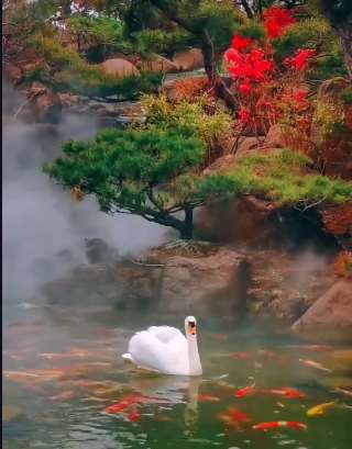天鹅戏水鱼相伴，这样的画面太美了，美到让你怀疑此景是否在画中！