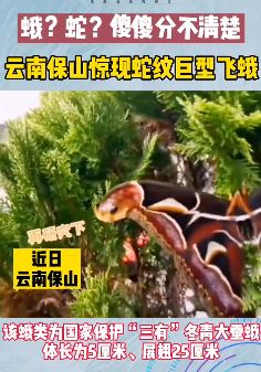 云南保山惊现蛇纹巨型飞蛾