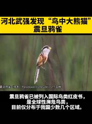 河北武强发现濒危鸟类震旦鸦雀