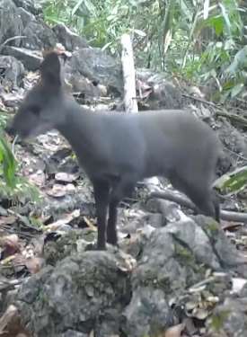 红外相机监拍到国家一级保护动物林麝活动轨迹