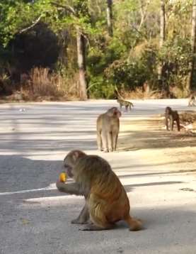 云南楚雄上百只野生猕猴下山拦路觅食