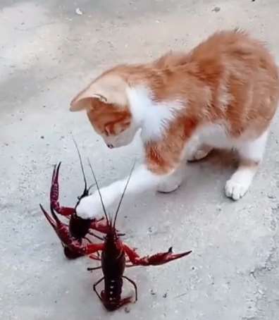 气势汹汹的两只大虾把这只可爱的小猫给吓住了！
