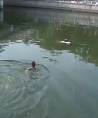 北京护城河内一女子落水，消防员紧急营救