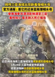 网传三亚海域现剧毒僧帽水母 官方：为其近亲蓝瓶僧帽水母