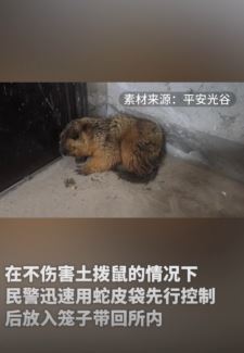 居家家溜进一只土拨鼠 民警到来后成功捕获