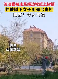 女子用弹弓击打树上流浪猫 做法引发网友吐槽