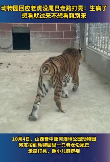 山西晋中一动物园老虎没尾巴走路打晃 园方：生病了，不想看就别过来