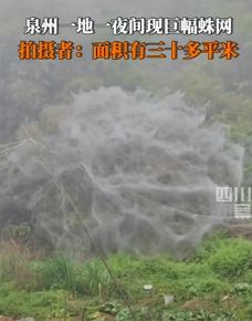 泉州一地现巨幅蛛网，网上全是毛毛虫