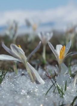 新疆伊犁上万亩"野百合"破冰而出太美了