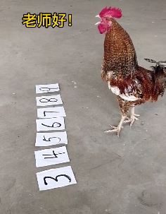 太神奇了！会做数学题的公鸡，你见过吗？