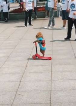 会玩滑板车的泰迪，这样的狗狗实在少见！