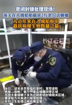 厦门海关在入境船舶截获2万余只活蟑螂