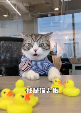 善解人意的猫老板从不让员工写工作日报