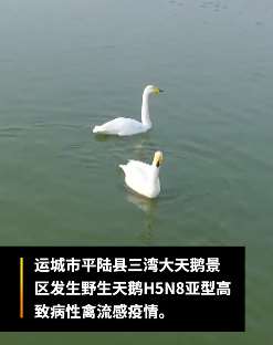山西平陆大天鹅景区现禽流感疫情，2只天鹅发病死亡