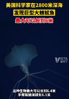 美科学家发现巨型鱿鱼