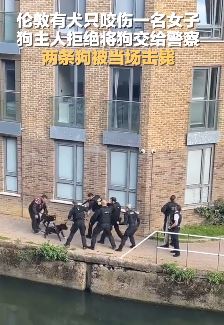 伦敦警察击毙2条伤人大型犬