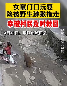 重庆一小女孩家门口玩耍险被野生猕猴拖走