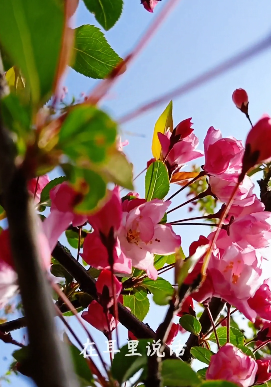 桃花这样拍才叫美