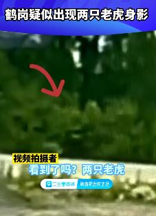 鹤岗一公路疑现老虎