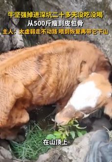 牛掉深坑二十多天没吃喝瘦到皮包骨