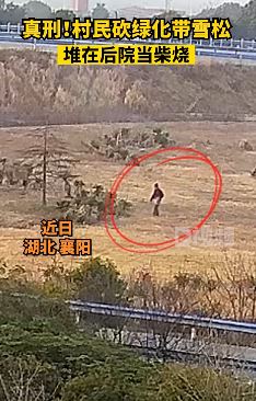 砍绿化带雪松当柴烧 襄阳一村民被拘罚款1万元