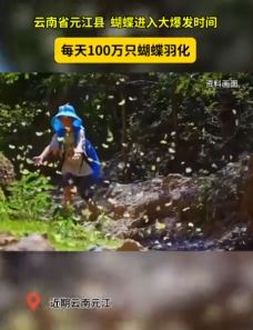 云南出现彩色蝴蝶漫天飞舞奇观