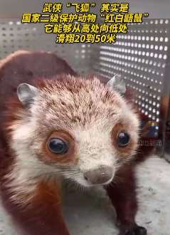 四川乐山发现野生"飞狐"——红白鼯鼠