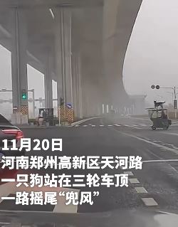 郑州一只狗子站三轮车顶"兜风" 摇头摇尾很开心