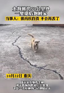 小土狗被主人扔50公里外 一周后跑回家