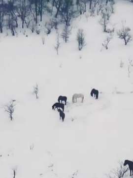 陕西关山草原4月降雪，雪山丛林骏马构成一幅美景图