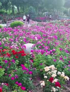 新疆西海公园百亩月季花绽放 游客花海中起舞拍照