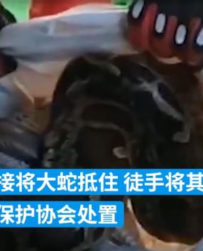 三亚一居民家窗外趴条巨蟒 消防员顺利将其送走
