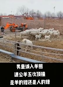 监拍男童误入羊圈遭公羊猛撞 幸亏大人发现及时制止