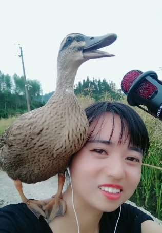野鸭子唱歌视频，快来看看这只鸭子成精了！