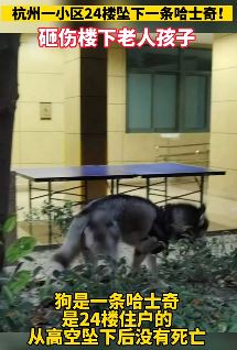 哈士奇从24楼掉下砸伤老人和孩子 狗狗没大事老人却被砸骨折